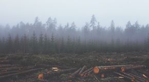 Deforestation 351474 640